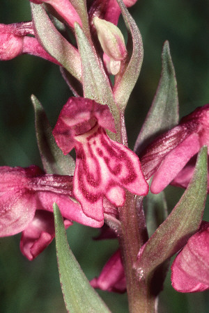Bastard mit Dactylorhiza alpestris, Valepp Tal/Bayern, Harald Baumgartner