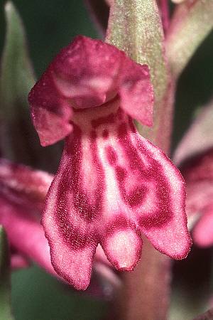 Bastard mit Dactylorhiza alpestris, Valepp Tal/Bayern, Harald Baumgartner