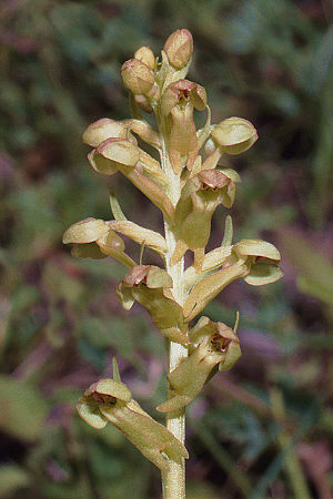 Coeloglossum viride, Schwäbische Alb, Hans Rauschenberger